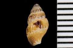 Amphissa versicolor