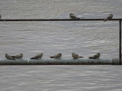 Chordeiles rupestris