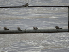 Chordeiles rupestris