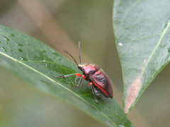 Lampromicra aerea