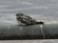 Chordeiles rupestris