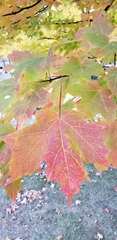 Acer saccharum
