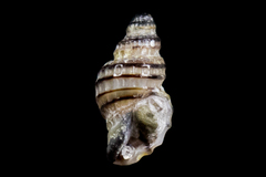 Paciocinebrina atropurpurea