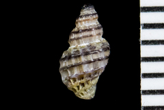 Paciocinebrina atropurpurea