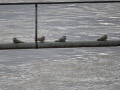 Chordeiles rupestris