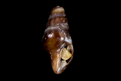 Pseudomelatomidae