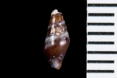 Pseudomelatomidae