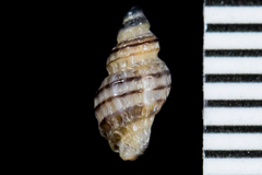 Paciocinebrina atropurpurea