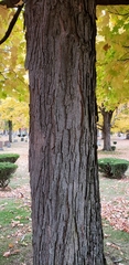 Acer saccharum