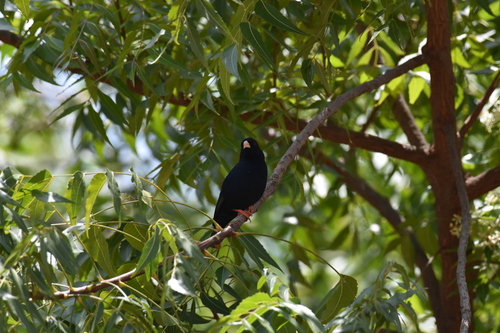 Village Indigobird