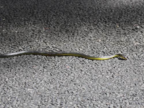 Common Tree Snake sighting