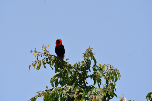 Northern Red Bishop