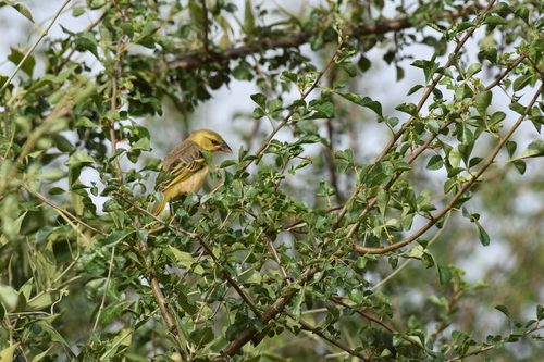 Little Weaver