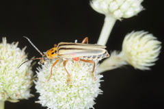 Chauliognathus scriptus