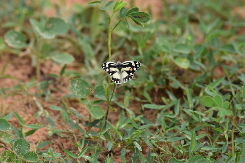 Zebra White