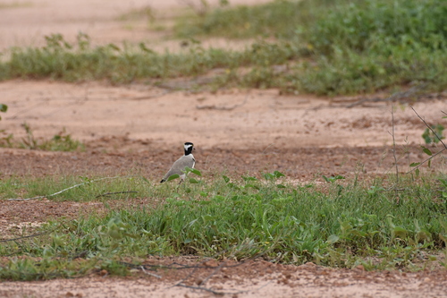 Black-headed Lapwing