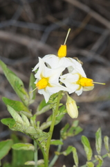Solanum chacoense