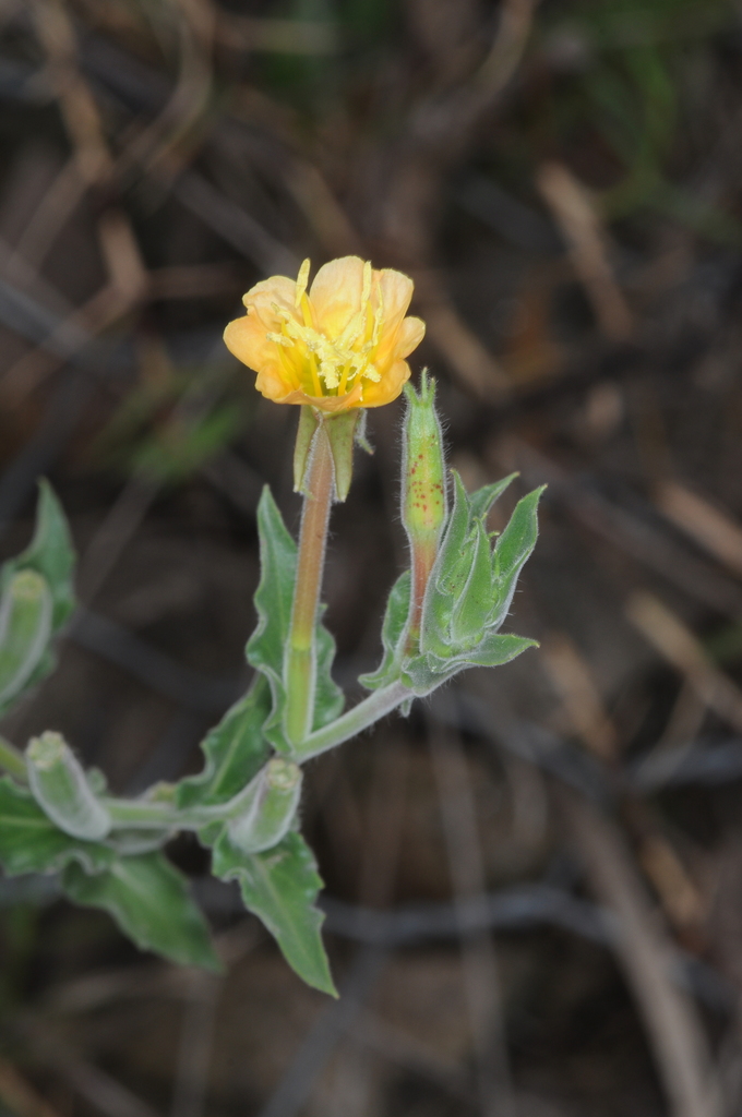 Oenothera picensis