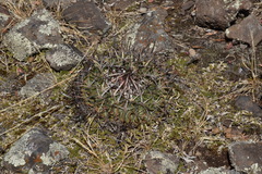 Echinofossulocactus crispatus