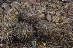 Echinofossulocactus crispatus