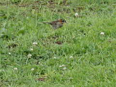 Zonotrichia capensis