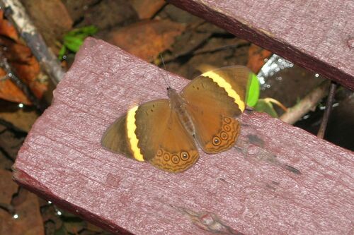 Amnosia decora