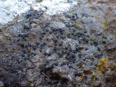 Sagiolechia protuberans