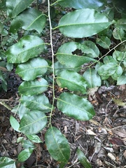 Ilex krugiana