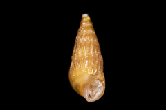 Odostomia