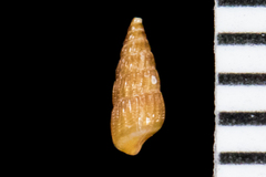 Odostomia