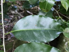 Ilex krugiana