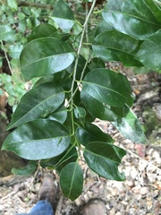 Ilex krugiana
