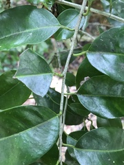 Ilex krugiana