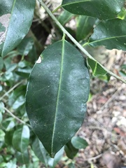 Ilex krugiana