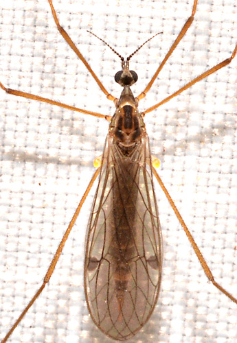 Teucholabis (Teucholabis) complexa