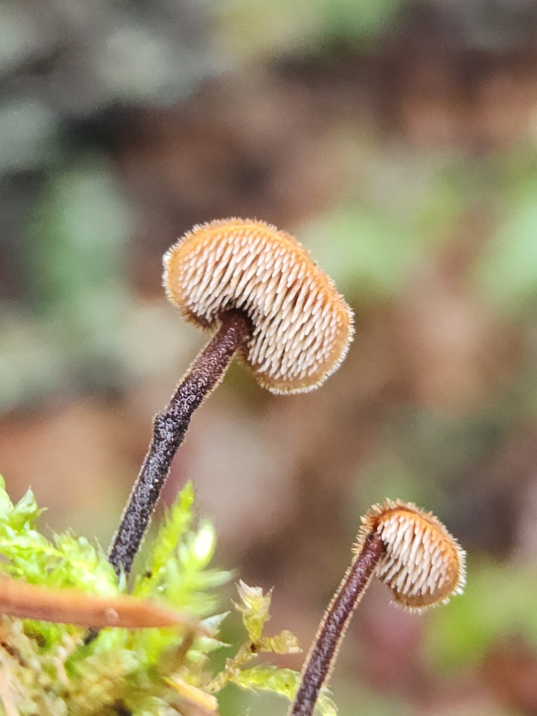 Auriscalpium vulgare · December 2025 · photo: © lytiic (iNaturalist, cc-by-nc)