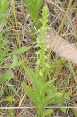 Habenaria hexaptera