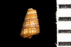 Cerithiopsis