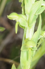 Habenaria hexaptera