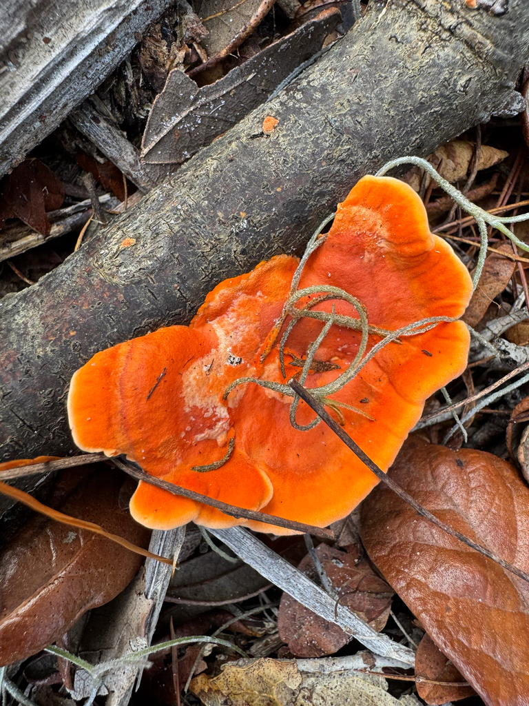 Trametes sanguinea · December 2025 · photo: © kguin (iNaturalist, cc-by)