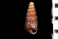 Cerithiopsis