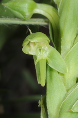 Habenaria hexaptera