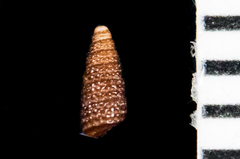 Cerithiopsis