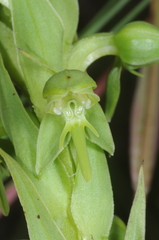 Habenaria hexaptera