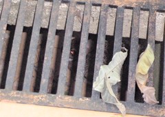 Sylvilagus brasiliensis