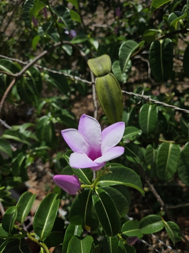 Madagascar Rubbervine