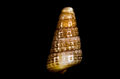 Cerithiopsis