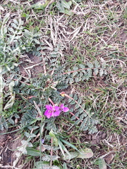 Erodium cicutarium