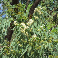 Eucalyptus leptophleba
