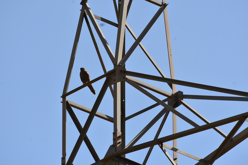 Eurasian Kestrel